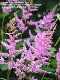 Aug 12, 2021 · the striking combination of vivid blue flowers and black sepals on black and blue sage (salvia guaranitica) is reason enough to try growing the plant. The Hardiest Of Hardy Perennials Dave S Garden
