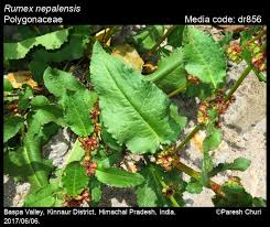 Image result for Rumex nepalensis