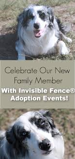 Can invisible fence be installed above ground? Invisible Fence Colorado And Pet Adoption We Got The Funk