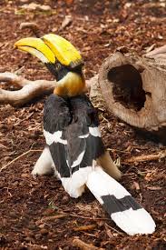 Big Bird With Colorful Feathers Great Hornbill Bird Free Stock Photo Birds Beautiful Birds Animals