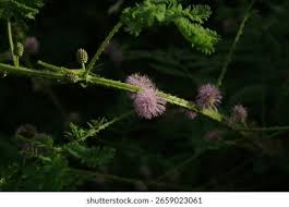 Image result for Mimosa diplotricha