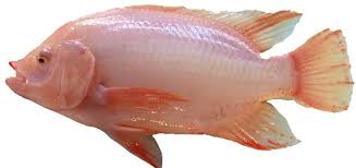 Be the first to review ikan merah cancel reply. Ikan Tilapia Fresh From Farm Home Facebook