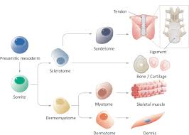 Somites are precursor populations of cells that give rise to important structures associated with the vertebrate body plan and will eventually differentiate into dermis, skeletal muscle, cartilage, tendons. In Vitro Generation Of Somite Derivatives From Human Induced Pluripotent Stem Cells Protocol