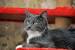 European Longhair Cat