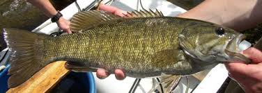 Check spelling or type a new query. Smallmouth Bass In The Park Great Smoky Mountains National Park U S National Park Service