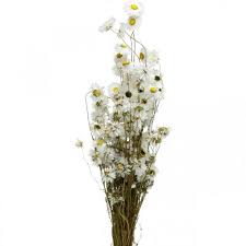 List of white flowers with pictures. Dried Flowers Acroclinium White Flowers Dried Flowers 60g 32613 Buy Online