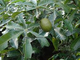Image result for Pachira glabra