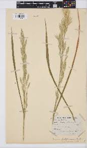 Image result for Bromus leptoclados