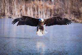 This photograph is of an immature bald eagle in flight with a beautiful pattern on the underside of the wings. Mysterious Killer Of Bald Eagles Finally Identified