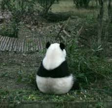 Pin By Dalia On Lonely As Panda Panda Panda Bear Animals