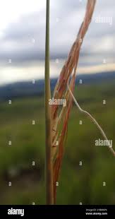 Image result for Trachypogon