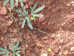 Image result for Vigna hosei