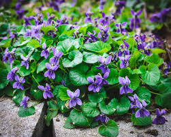 But not all will come back readily year after year in every setting. Foraging For Wild Violets An Edible Early Spring Flower