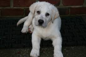 One way to determine the ancestry of your mixed breed is through a dna test. Shelby S White Labrador Breeders A White Lab Breeder Puppies For Sale