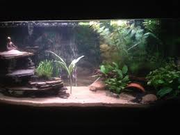 My Diy Slate Cave Aquarium Advice Aquarium Forum Community Aquarium Planted Aquarium Axolotl Tank