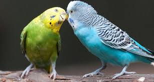 Parakeets Can Catch Yawns From Their Neighbors Budgerigar Bird Breeds Budgies