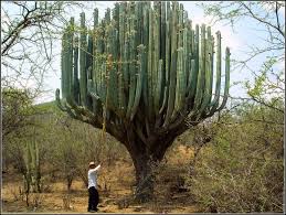 Final Boss Of Cactuland Weird Trees Tree Cactus