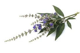 Image result for Vitex franceseana
