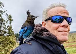 Bird species similar to Australian kookaburra in Stillwater, Minnesota