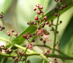 Image result for Lepisanthes senegalensis