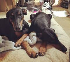Check spelling or type a new query. Best Doberman Breeders In Texas 2021 We Love Doodles