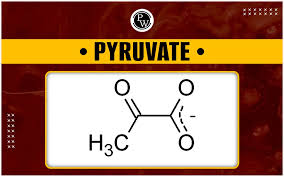 Ppt - Oxidative Decarboxylation Of Pyruvate And Tca Cycle Powerpoint  Presentation - Id:4181117