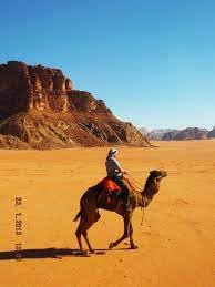 If not for camels, bedouin life in the desert would have been impossible. Camel Dreams Wadi Rum Bedouin Directions