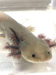 Gfp Melanoid Copper Axolotl From Ivy S Axolotls Axolotl Fish Pet Animals