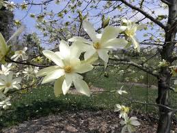 Image result for Magnolia White 1980 Amos and Sons