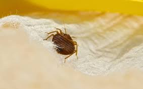 Where do you need bug & insect control pros? Blog Bed Bugs Are Tenacious Pests And Breed Quickly