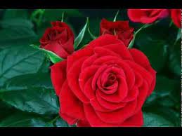 Flower wali clips dikhyae : Flower Red Rose Blooming Youtube