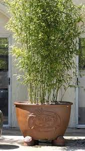 We did not find results for: 16 Container Bamboo Garden Design Ideas Bamboo Garden Garden Design Bamboo Plants