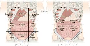 The abdomen is the part of the torso. 1 4f Abdominopelvic Regions Medicine Libretexts