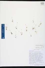 Image result for Ophioglossum gomezianum