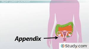 The abdomen is subdivided into four quadrants and nine areas. Diagnosis Of Abdominal Pain The Four Quadrants Video Lesson Transcript Study Com