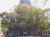 Image result for bodhi