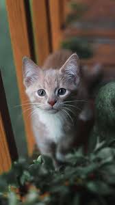 Tendons happiness in pet animals as usual 4k wallpaper. 4k Cat Wallpaper Ixpap