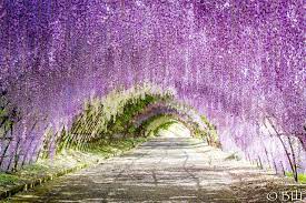 Wisteria Tunnel Japan Wisteria Tunnel Wisteria Tunnel Japan Kitakyushu