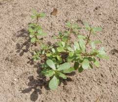 The leaves, flowers, and seeds of purslane are edible. Purslane Nebraska Extension Community Environment Nebraska