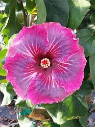 Pin On Hibiscus