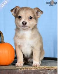 Omen is taking elviras place and will be my sdit and will become a service  dog after training. 🥰🦮