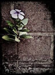 Flower Growing Through The Cracks In Concrete Quot Still Growing Trendy Plants Cool Plants Plants