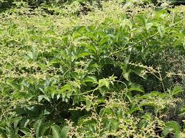 Image result for Cyphostemma lynesii