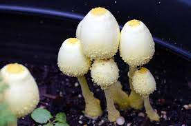 Organic fertilizer creates better quality soil for the longterm. Yellow Fungus In Potting Soil The Yellow Houseplant Mushroom