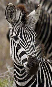 Sign In Animals Beautiful Zebras Animals
