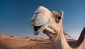 How does the graph of $(x) = x+6+2 compare to the graph of the the density of water is 1 gram per cm^3. How Long Can A Camel Go Without Water Farm Desire