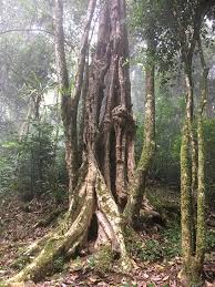 Image result for Pouteria adolfi-friedericii