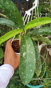 Image result for hoya multiflora