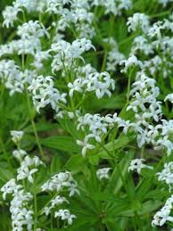 Image result for Galium