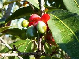 Image result for Ochna natalitia